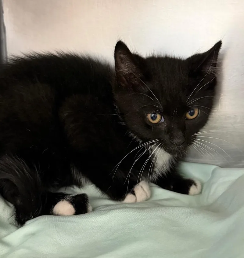 A baby medium-sized male Domestic Short Hair cat named Serino for adoption in Pomona, NY