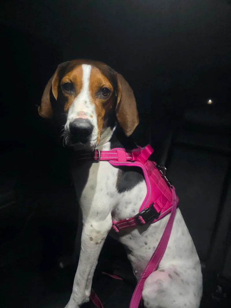 An adult medium-sized female Treeing Walker Coonhound dog named Dottie for adoption in Crystal, MN