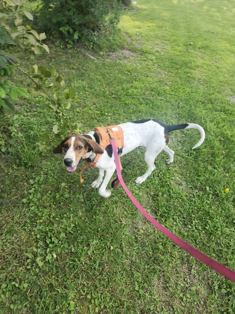 Dottie thumbnail 2