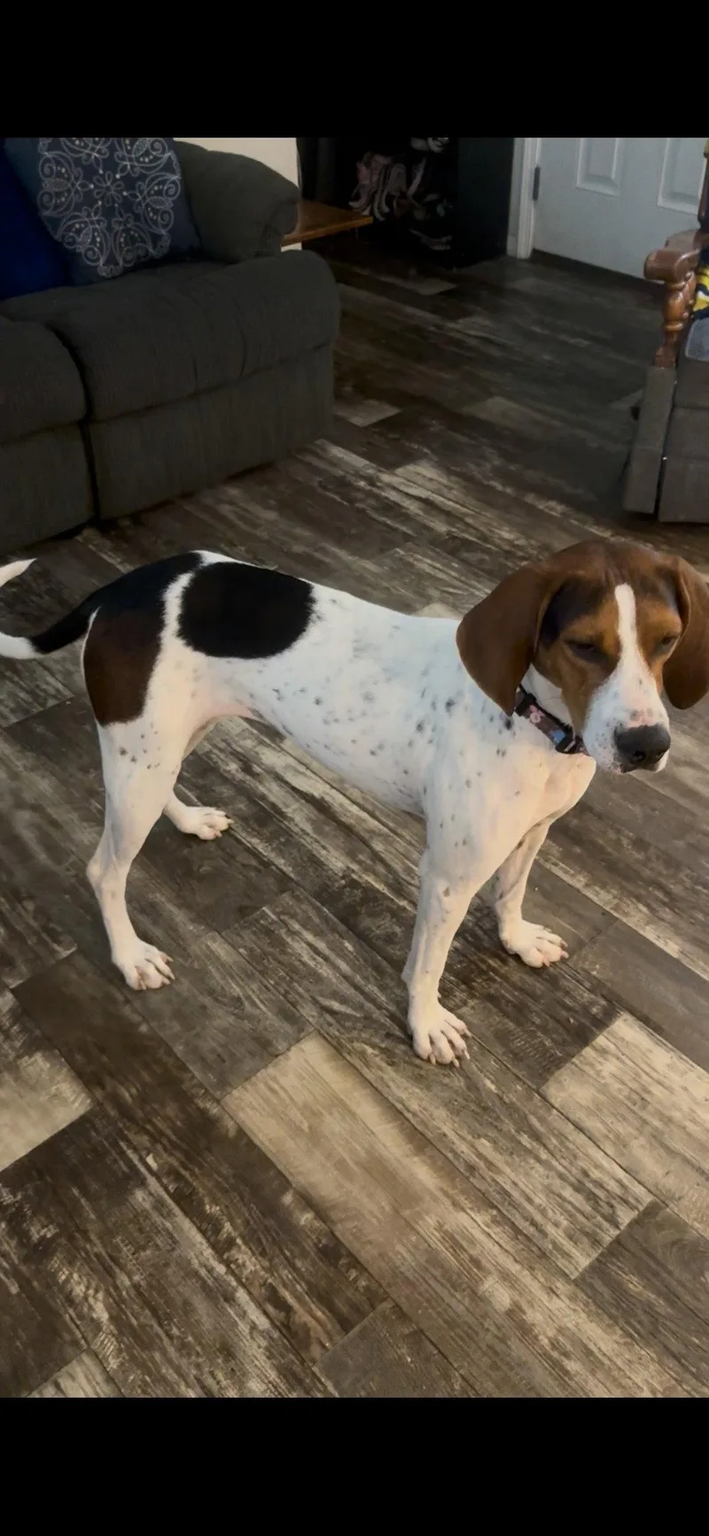 Dottie thumbnail 3