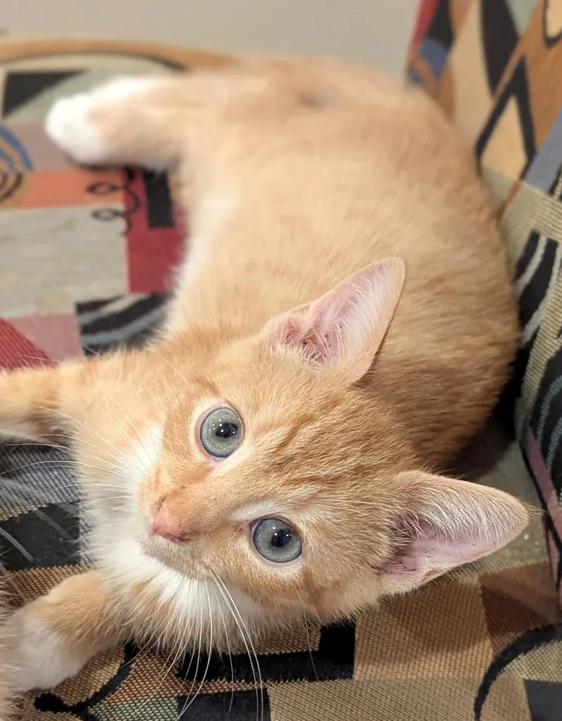 A baby medium-sized male Tabby (Orange / Red) Tabby cat named Sandy for adoption in Hilton Head Island, SC