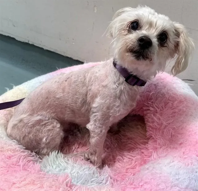 A senior medium-sized female Maltese dog named Molly for adoption in Lancaster, CA