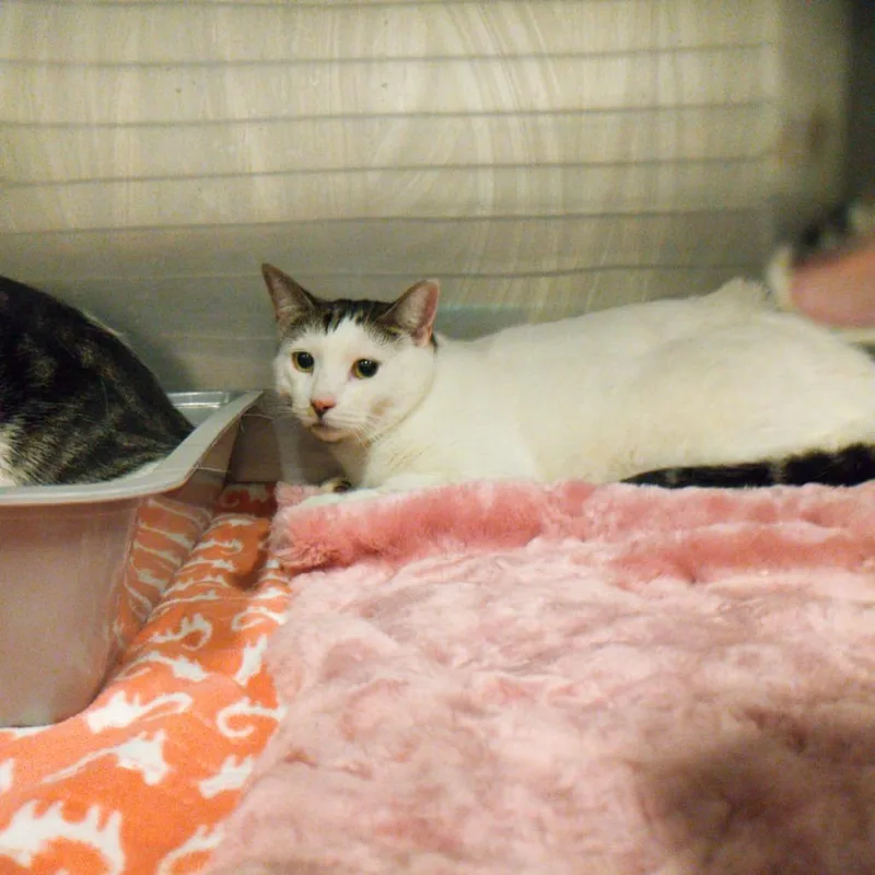 An adult small-sized female Domestic Short Hair cat named Celeste for adoption in Morgan Hill, CA