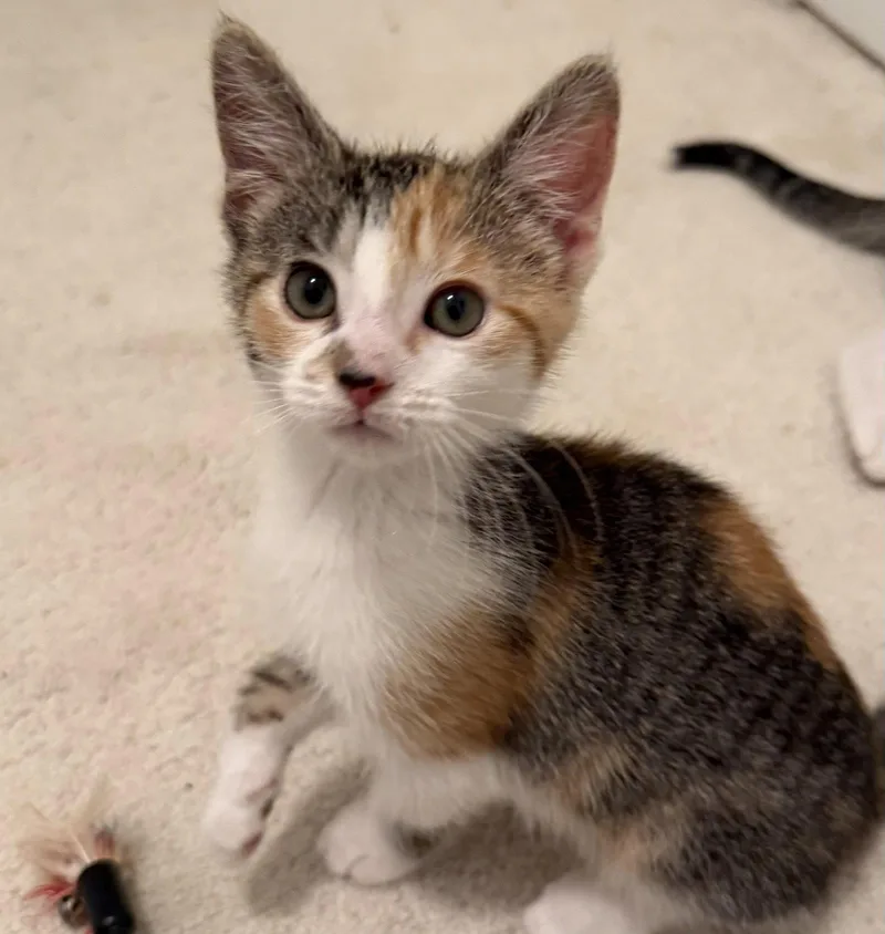 A baby medium-sized female Domestic Short Hair cat named Edy's Ice Cream for adoption in Broomall, PA