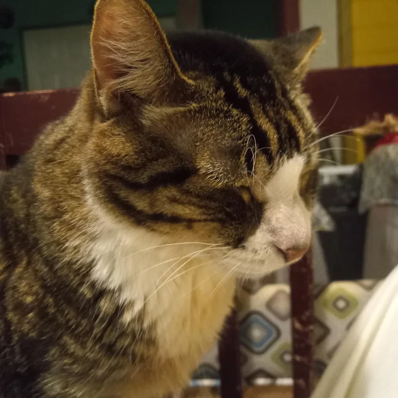 Stan Lee thumbnail 2