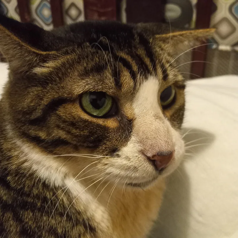 Stan Lee thumbnail 3