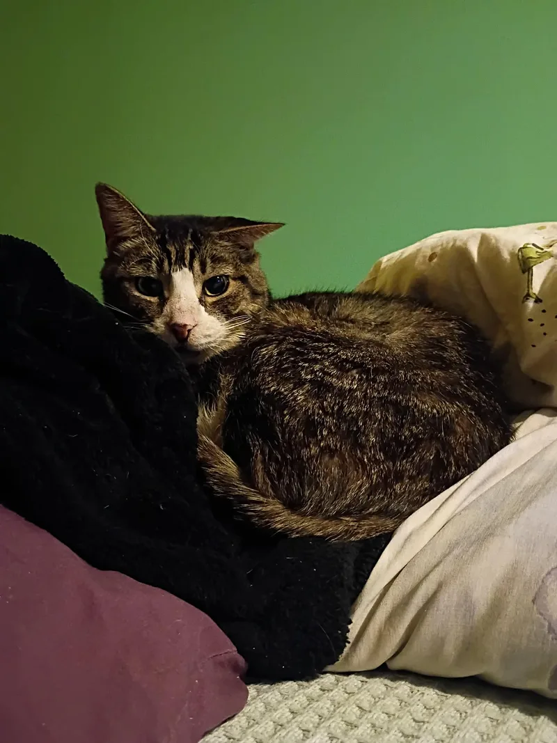 Stan Lee thumbnail 4