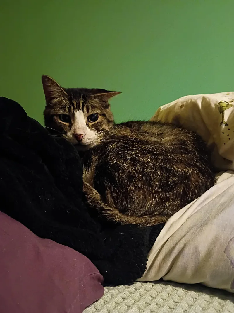 Stan Lee thumbnail 6