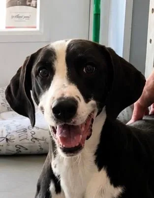 A young medium-sized male Hound dog named Blake for adoption in Hartford City, IN