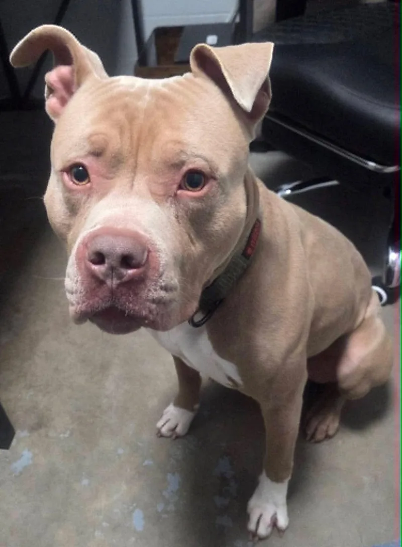 A young medium-sized male Apricot / Beige American Bully dog named Stewie for adoption in Granite City, IL