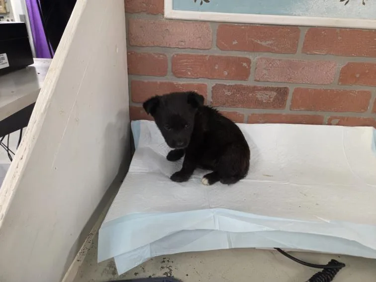 A baby small-sized female Labrador Retriever dog named Amelia for adoption in Houston, TX