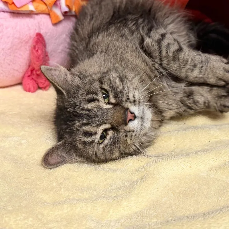 An adult medium-sized female Domestic Medium Hair cat named Malibu for adoption in State College, PA