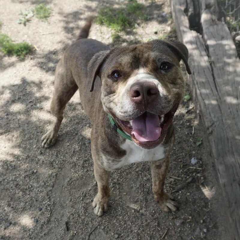 Captain No Fee thumbnail 2