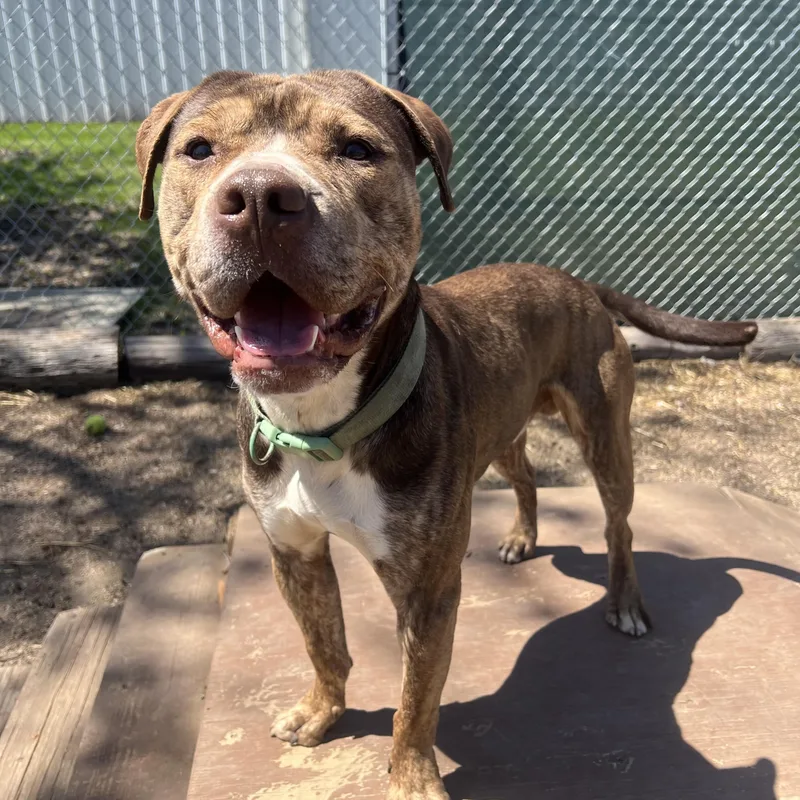 Captain No Fee thumbnail 3