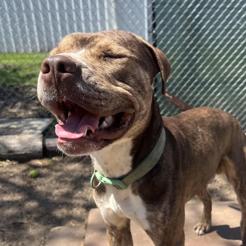 Captain No Fee thumbnail 4