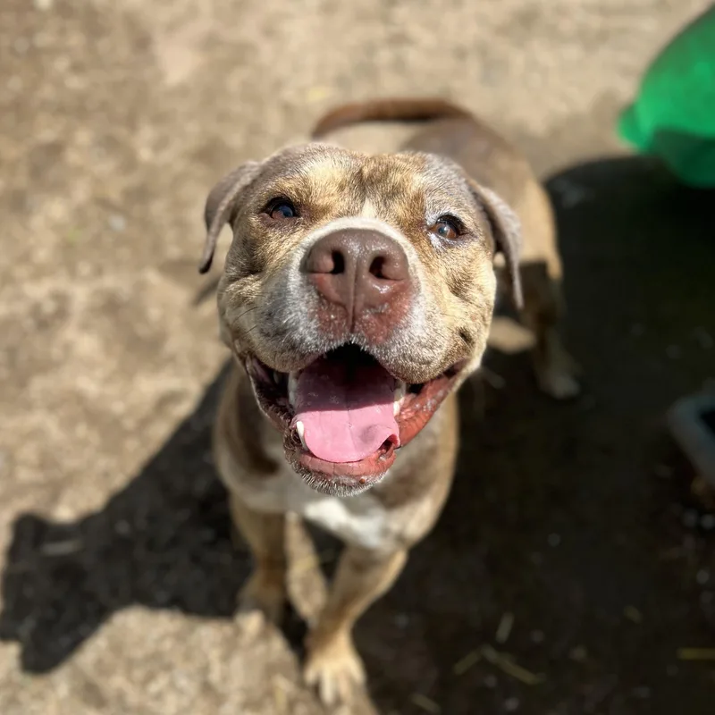 Captain No Fee thumbnail 5