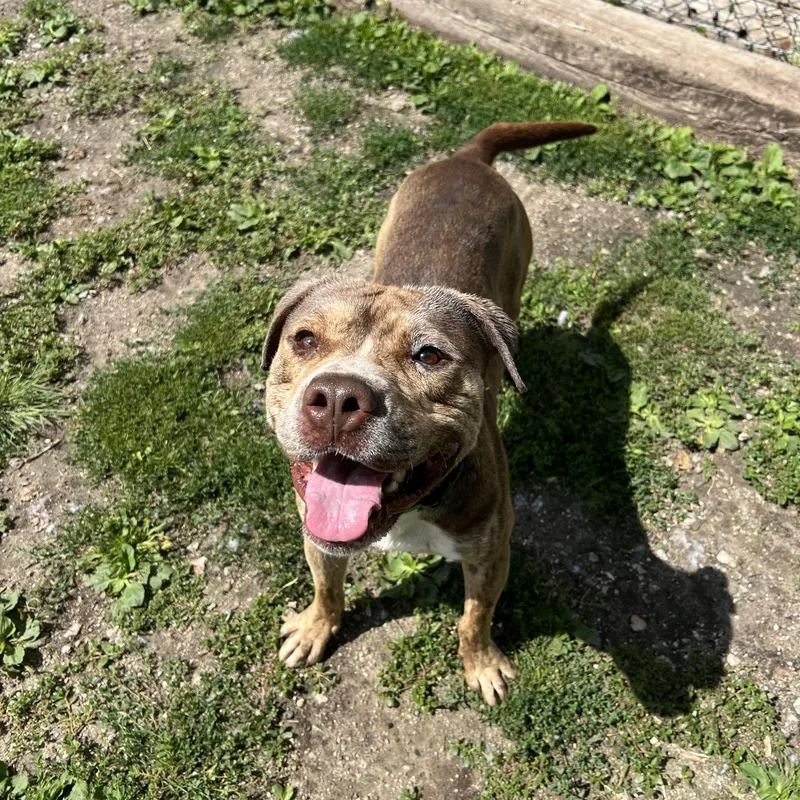 Captain No Fee thumbnail 6