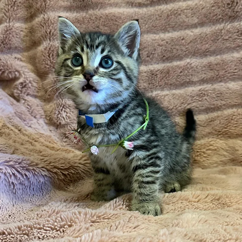 A baby medium-sized male Tabby (Buff / Tan / Fawn) Tabby cat named Dazzle Litter for adoption in Friday Harbor, WA