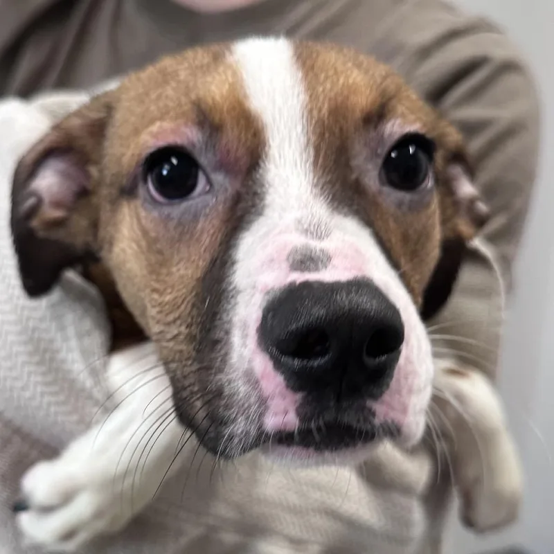 A baby small-sized male Brown / Chocolate Boxer dog named Rocky for adoption in Mount Vernon, IN