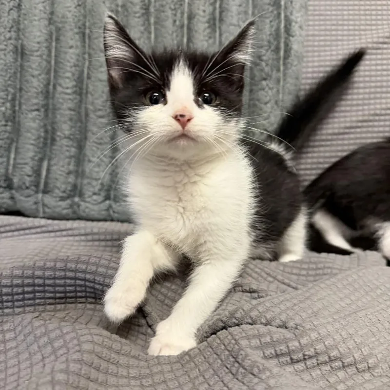 A baby small-sized male Black Domestic Short Hair cat named Coven for adoption in Buffalo, MN