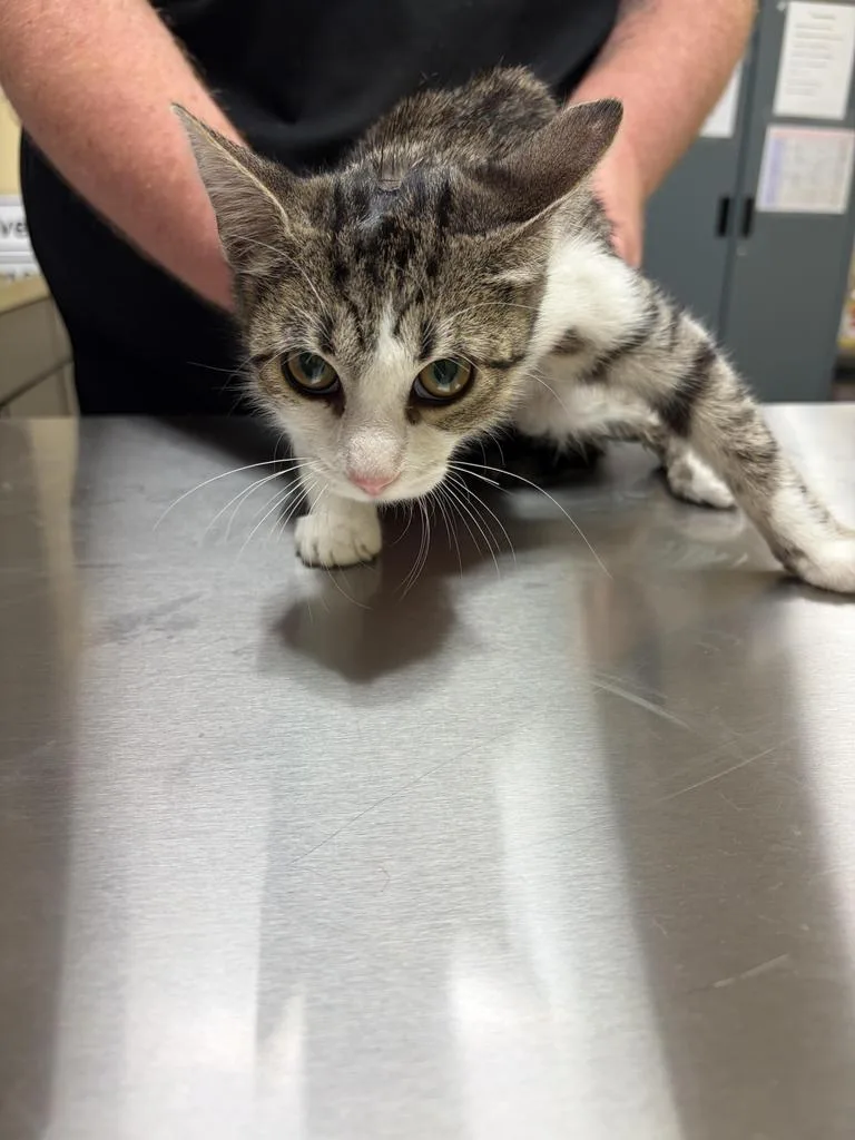 A baby medium-sized female Domestic Short Hair cat named Crystal for adoption in Florence, SC