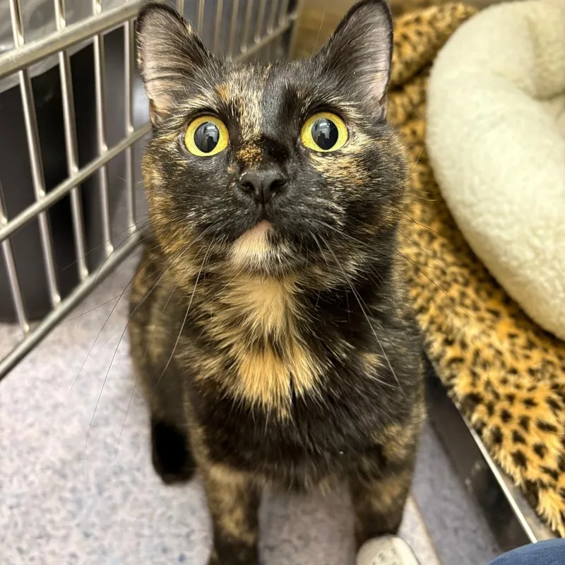 An adult medium-sized female Tortoiseshell Domestic Short Hair cat named Eclair for adoption in North Branford, CT