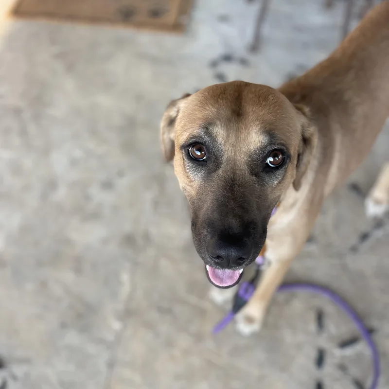 A young large-sized female Yellow Labrador Retriever dog named Goldie for adoption in Sadler, TX