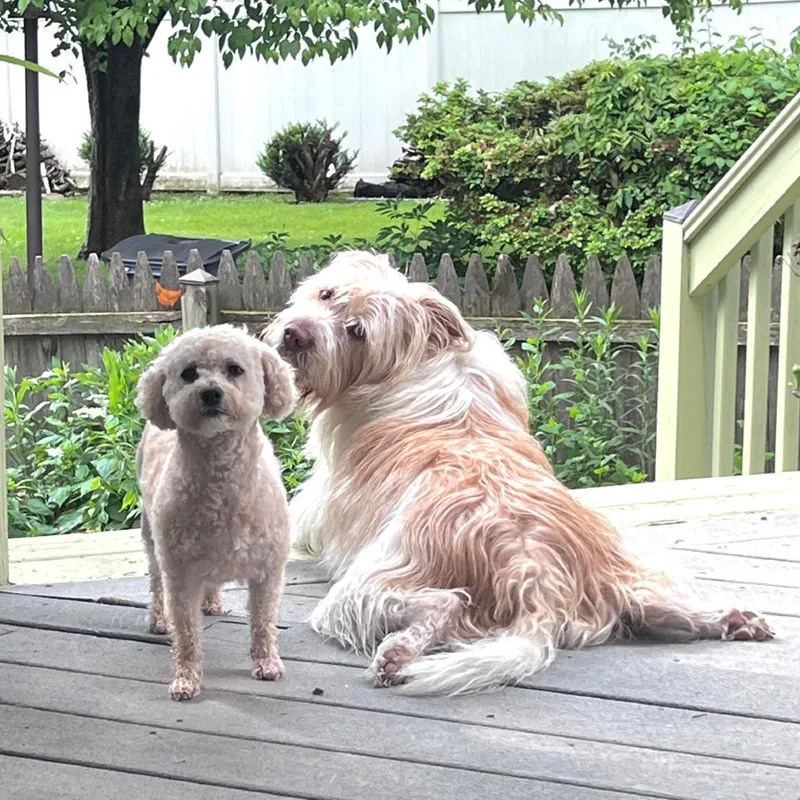 An adult small-sized female White / Cream Bichon Frise dog named Fleurette for adoption in Sinking Spring, PA