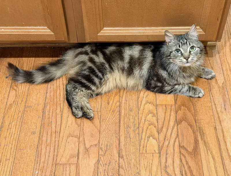 An adult medium-sized male Tabby (Brown / Chocolate) Domestic Medium Hair cat named Jinx Male Tabby Medium for adoption in Monroe, NC