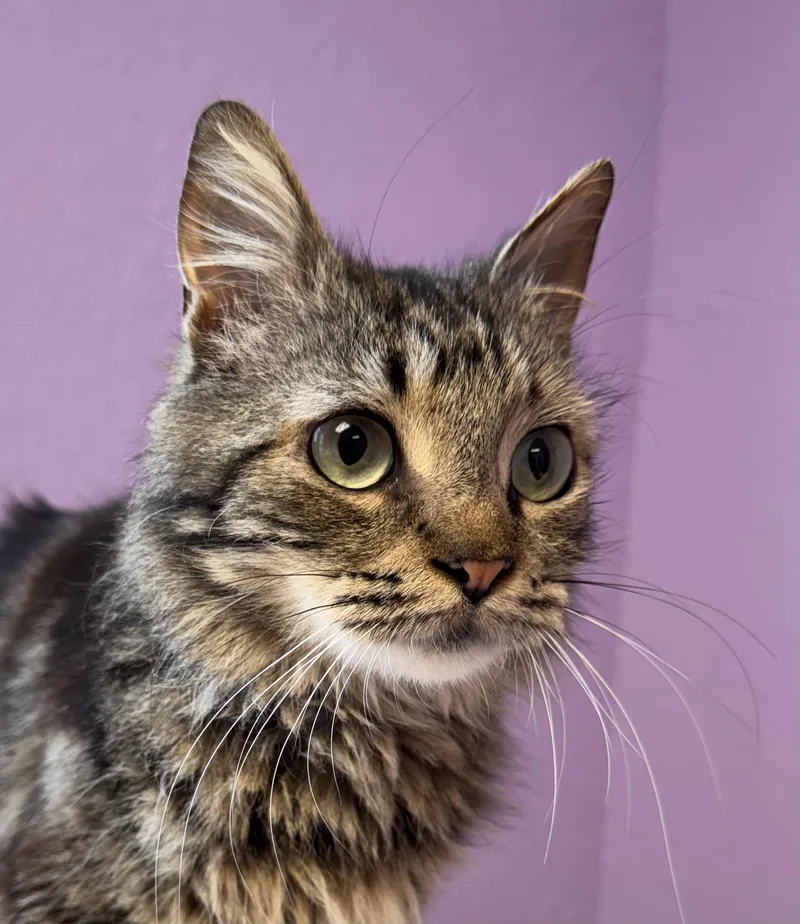 Jinx Male Tabby Medium thumbnail 2