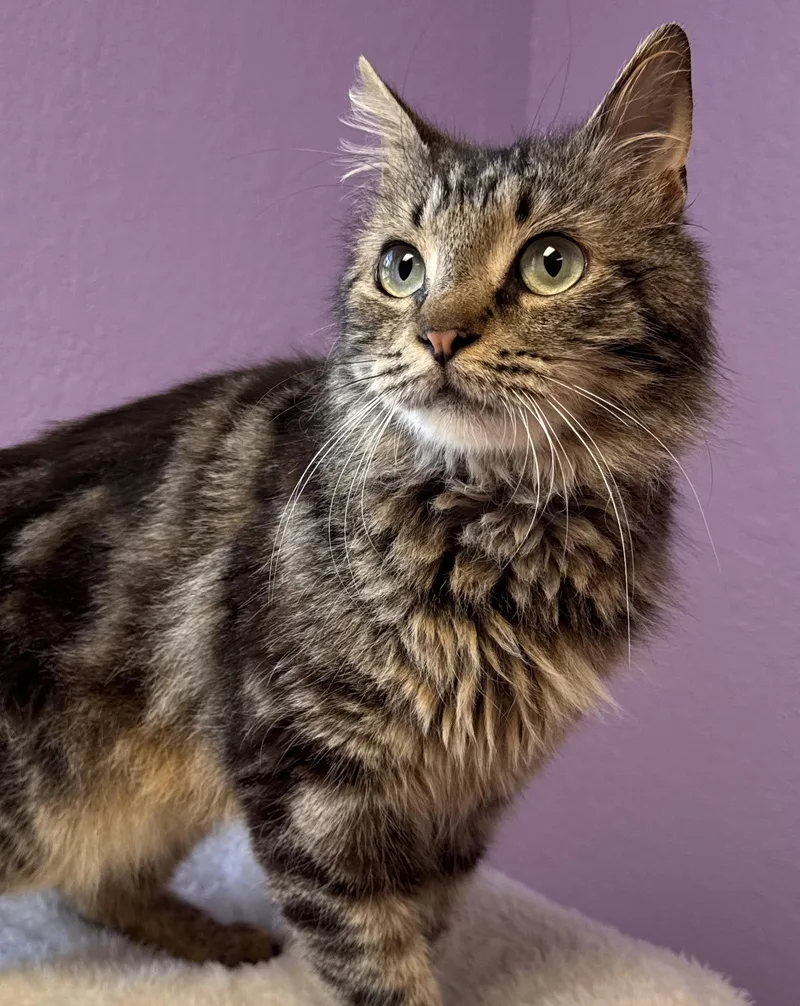 Jinx Male Tabby Medium thumbnail 4
