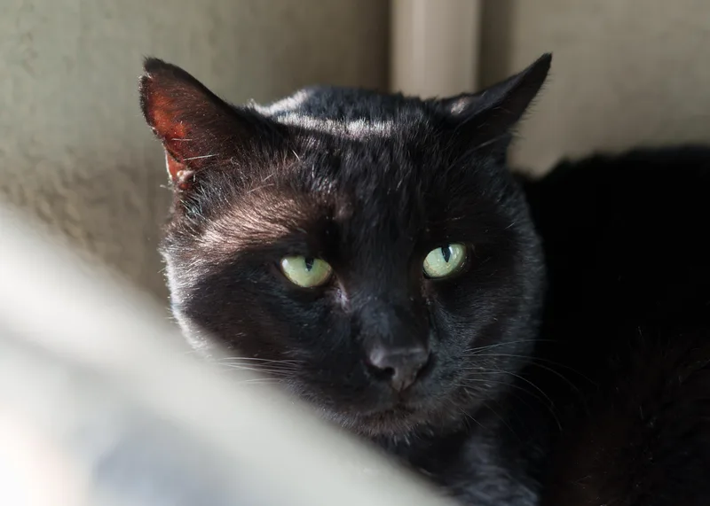 An adult medium-sized male Black Domestic Short Hair cat named Luther for adoption in Boise, ID