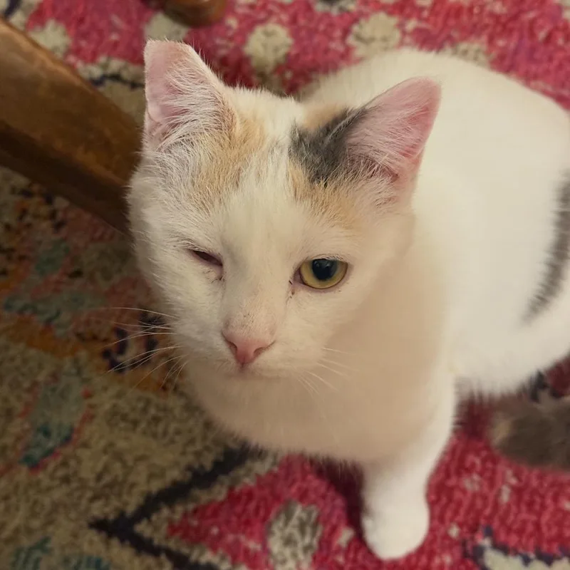 An adult medium-sized female White Domestic Short Hair cat named Arlene for adoption in Washington, DC