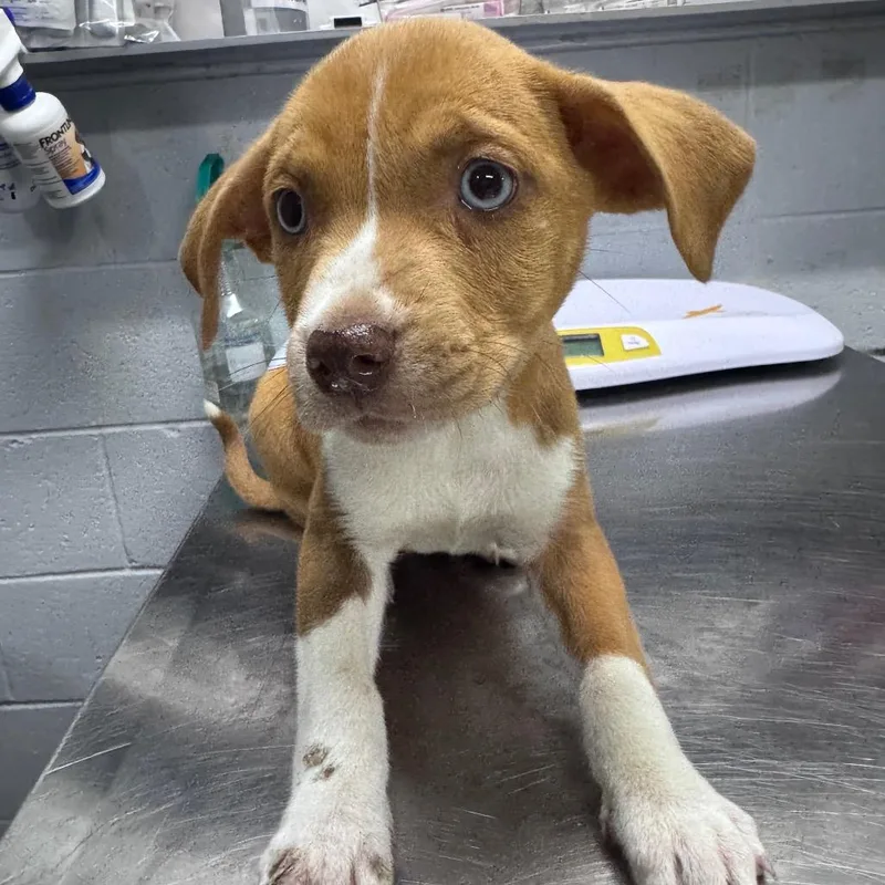 A baby small-sized female Yellow / Tan / Blond / Fawn Mixed Breed dog named Sara for adoption in Summerville, SC