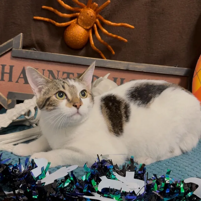 A young small-sized male Domestic Short Hair cat named Simpson for adoption in Monroeville, AL