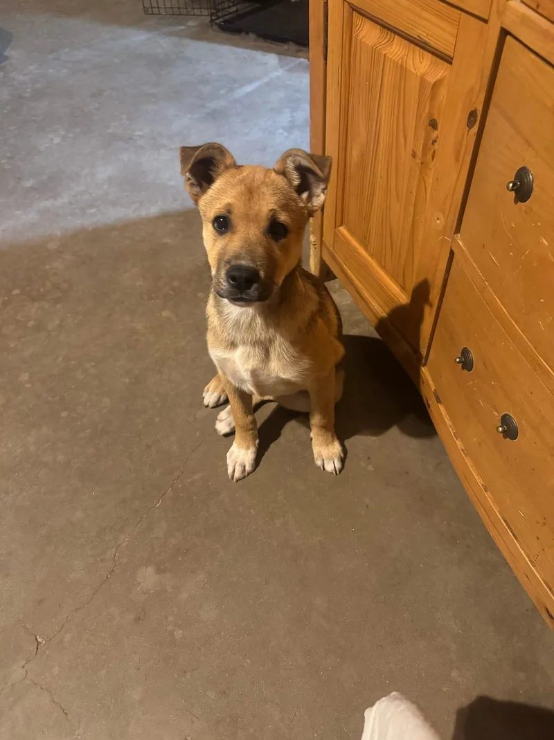 A baby medium-sized male German Shepherd Dog dog named Hercules for adoption in Tucson, AZ