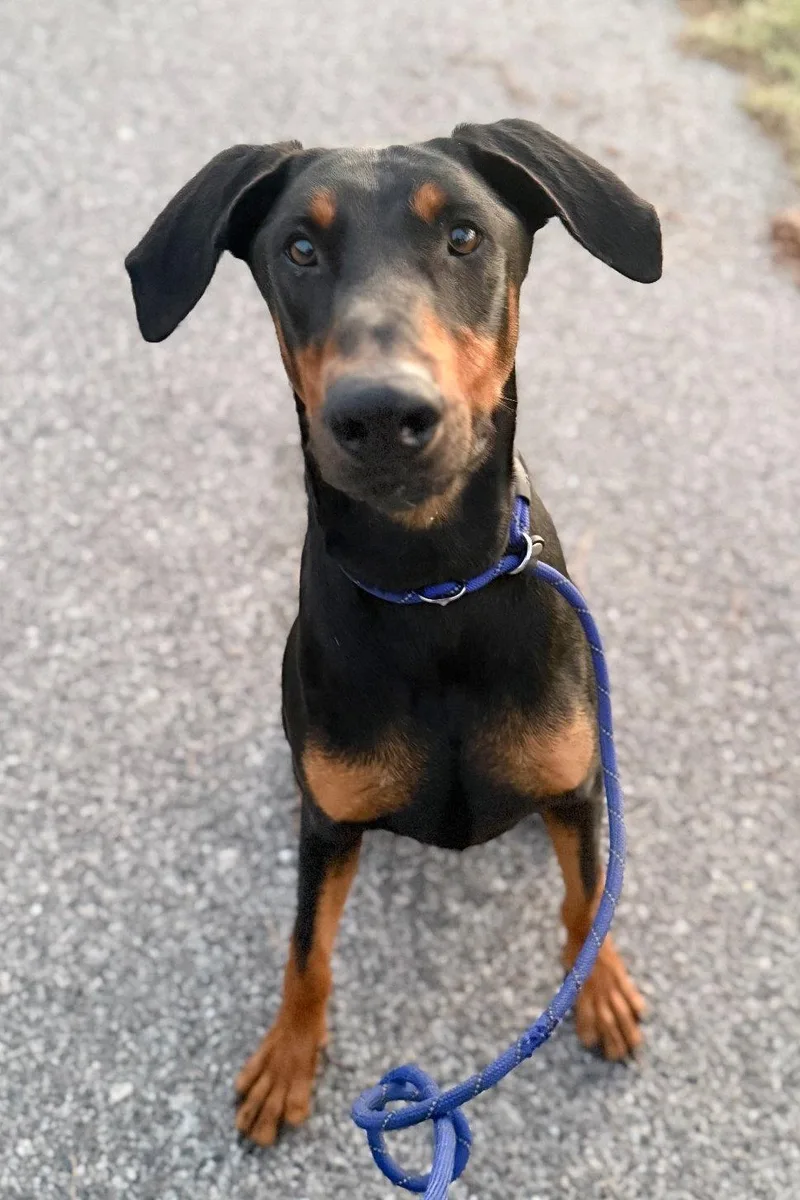 A young medium-sized male Doberman Pinscher dog named Rocco for adoption in Oakland Park, FL