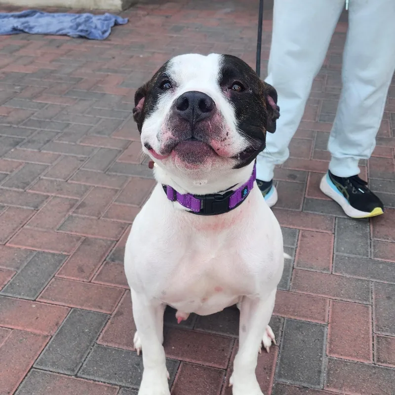 Commander thumbnail 2