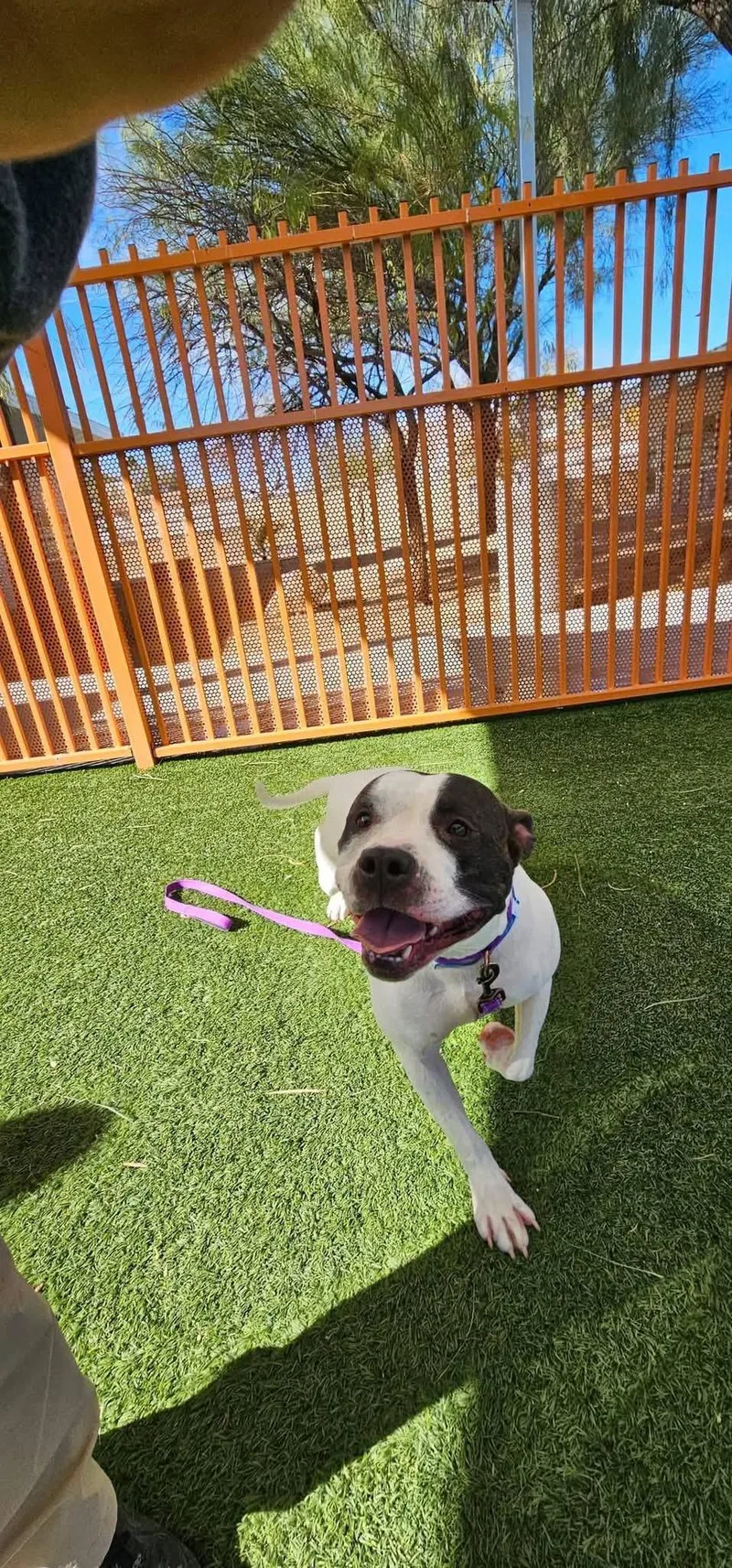 Commander thumbnail 4