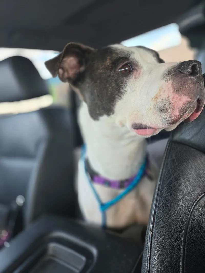 Commander thumbnail 5