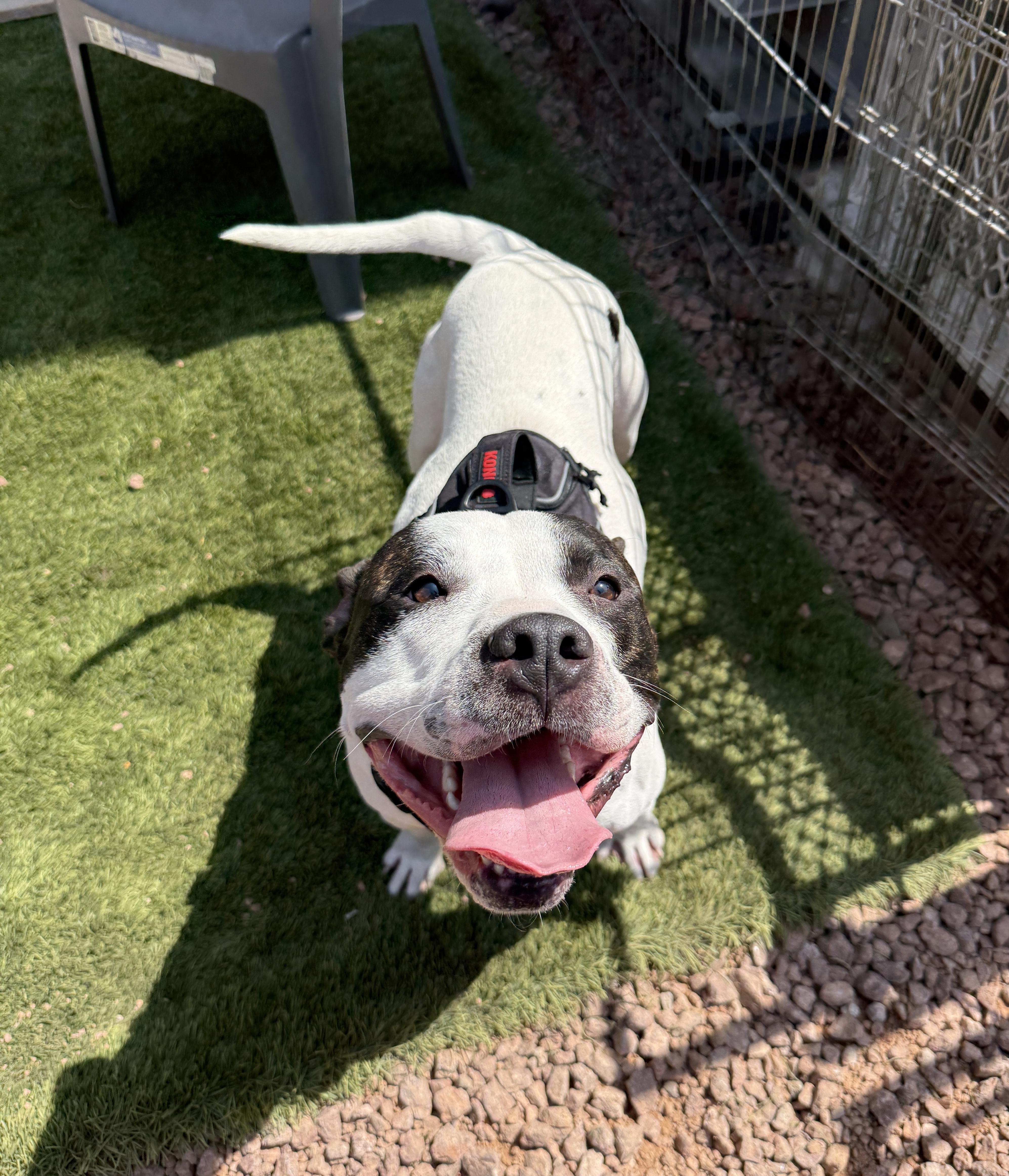 Commander thumbnail 6