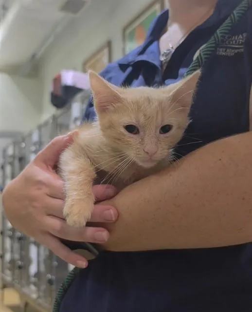 A baby small-sized male Domestic Short Hair cat named Jupiter for adoption in Saint Peters, MO