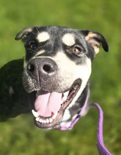 An adult large-sized male Shepherd dog named Kaladin for adoption in Philadelphia, PA