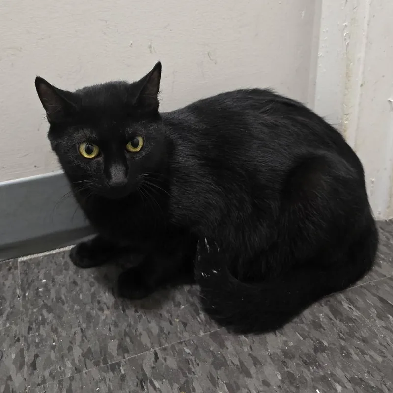A young small-sized female Black Domestic Short Hair cat named Amy for adoption in Georgetown, KY