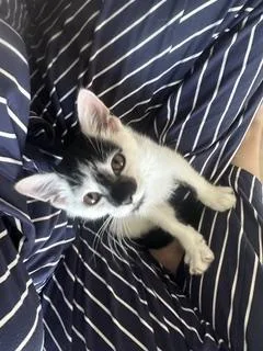 A baby small-sized male Black & White / Tuxedo Domestic Short Hair cat named Milo for adoption in Norwalk, CT