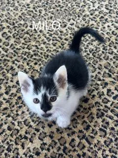 Milo thumbnail 3