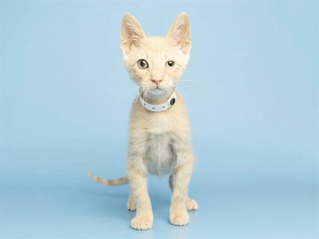 Piper