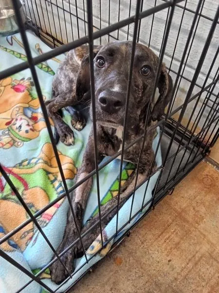 A young small-sized female Hound dog named Precious for adoption in Mobile, AL