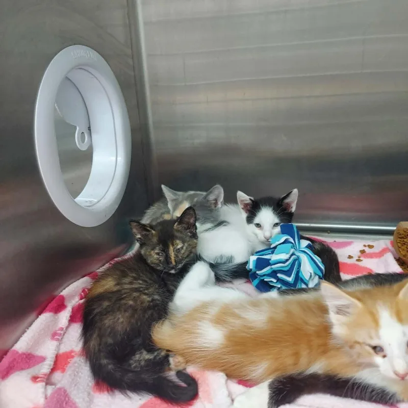A baby small-sized female Domestic Short Hair cat named Nefertiti for adoption in Hartsville, SC