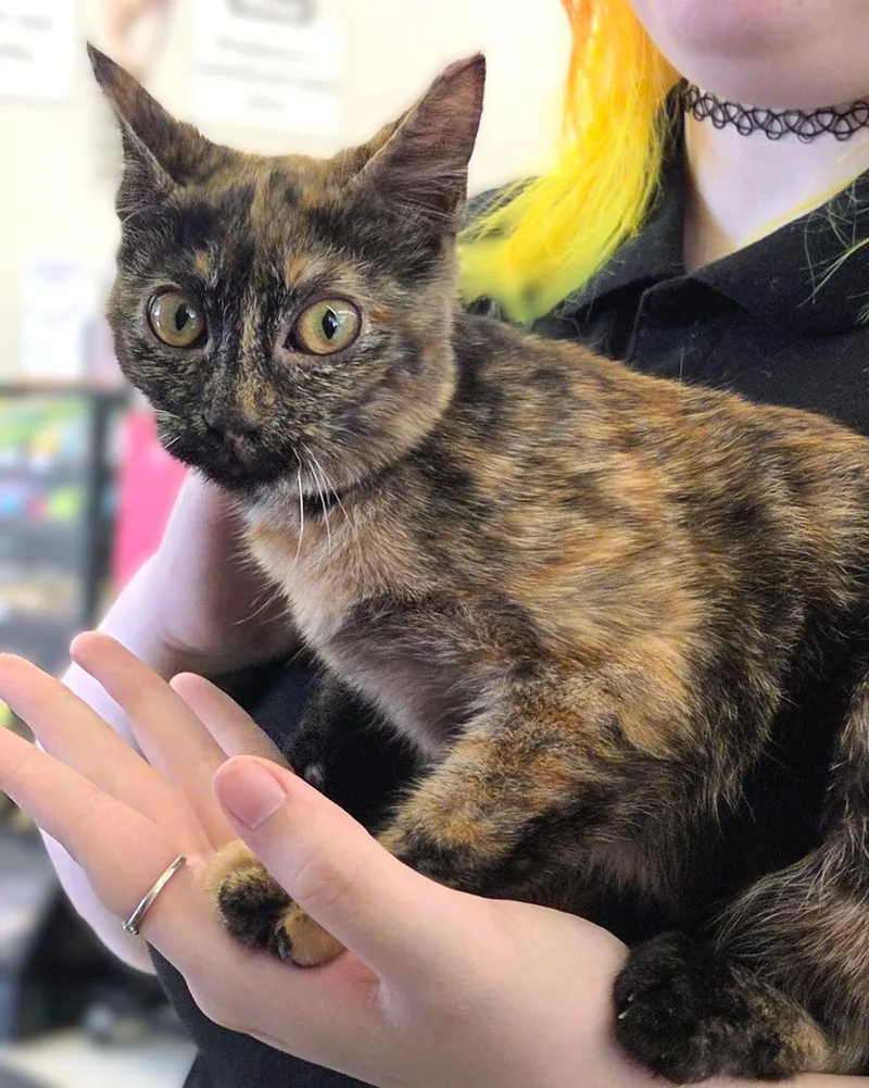 A baby medium-sized female Tortoiseshell cat named Peaches for adoption in New Albany, OH